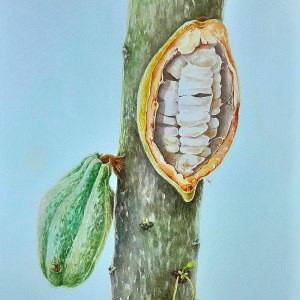 Выставка «Пульс Экватора: мир кофе и какао» открылась в Аптекарском огороде 2