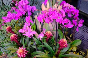 Редкая Рождественская орхидея расцвела в "Аптекарском огороде" 2