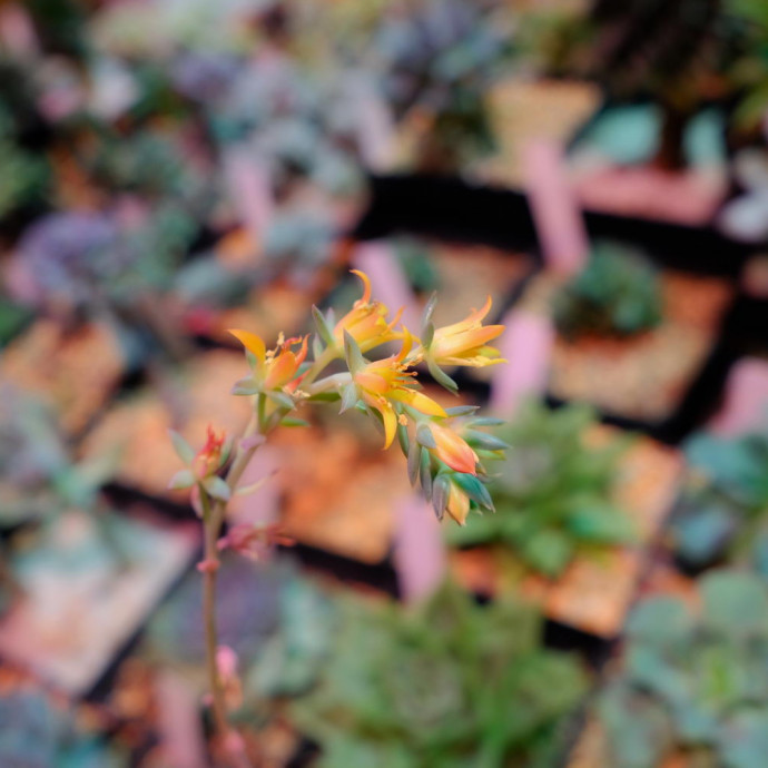 Echeveria 'Rain Drops'