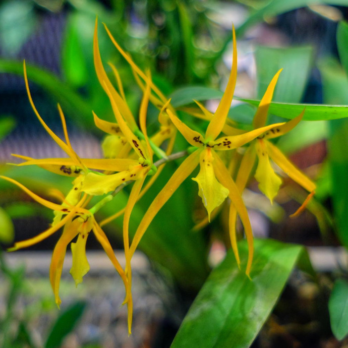 Brassia hybr.