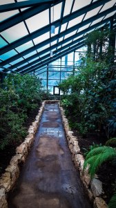 1 января откроется Северное крыло Субтропической оранжереи в "Аптекарском огороде" 2