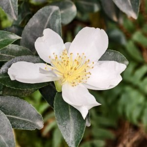 Первые камелии и азалии расцвели в «Аптекарском огороде» 6