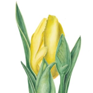 Выставка живописи «Великолепный тюльпан» открыта до 30 июня 1
