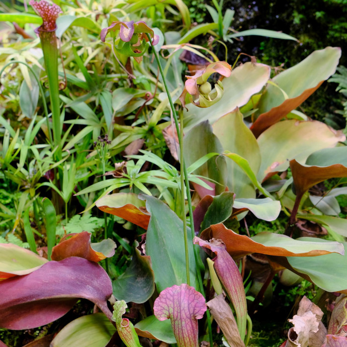 Nepenthes