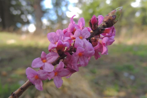 Ядовитый пухляк расцвел в «Аптекарском огороде»