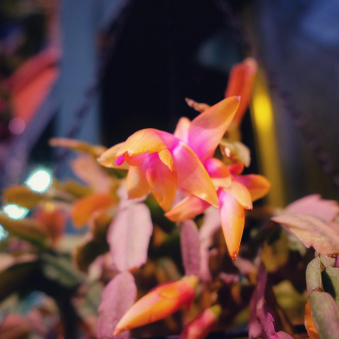 Schlumbergera