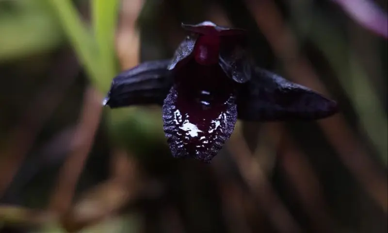 Самая чёрная в мире орхидея расцвела в Аптекарском огороде