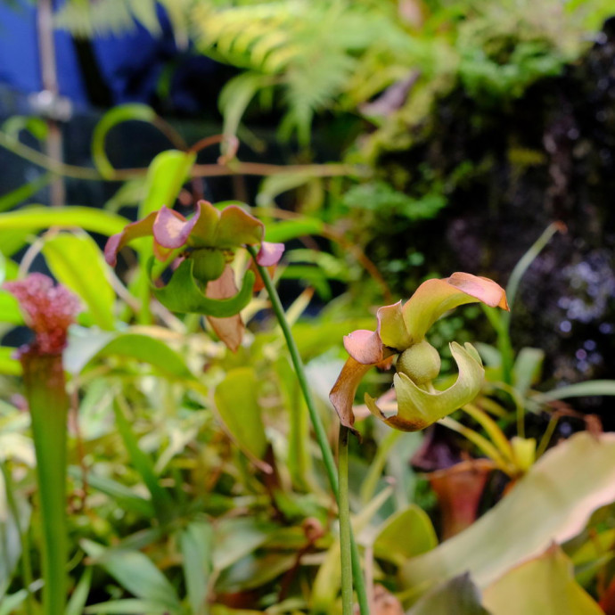 Nepenthes