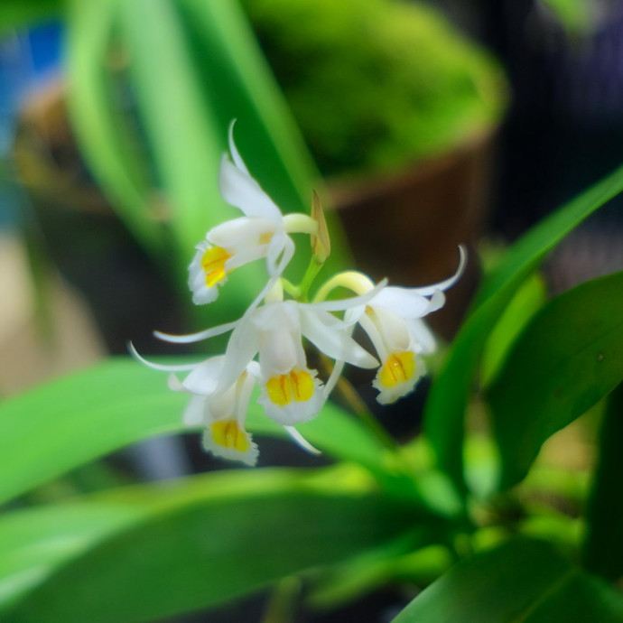 Coelogyne sp.