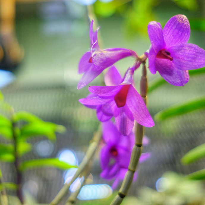 Dendrobium glomeratum