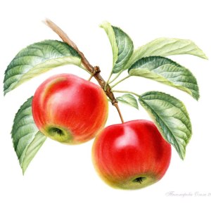 Выставка портретов урожая «Вдохновение осени» открылась в Аптекарском огороде 4 Выставка портретов урожая «Вдохновение осени» открылась в Аптекарском огороде 4