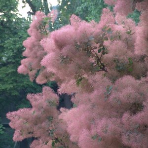 Розовое Дымное дерево расцвело в "Аптекарском огороде" 1