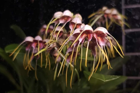 Орхидея «птичье яйцо» расцвела в джунглях Аптекарского огорода