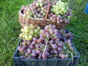 Праздник винограда с дегустацией пройдет 16 сентября в "Аптекарском огороде" 0