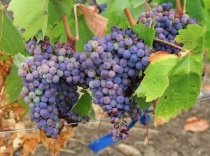 Праздник винограда с дегустацией пройдет 16 сентября в "Аптекарском огороде" 1
