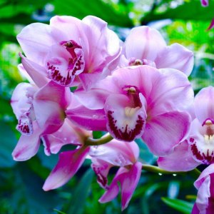 Тюльпаны, нарциссы и драконы: февраль в Аптекарском огороде 0