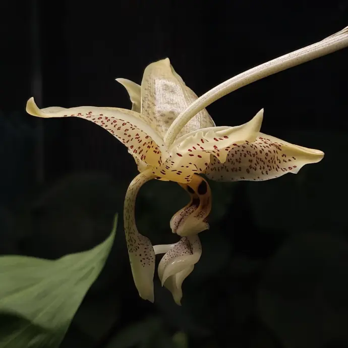 Редкая орхидея Стангопея глазчатая зацвела в Аптекарском огороде