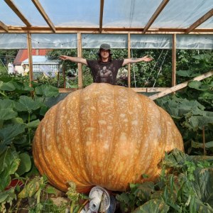 Как вырастить самую большую тыкву в России? Бесплатная лекция в Аптекарском огороде 5 октября 0