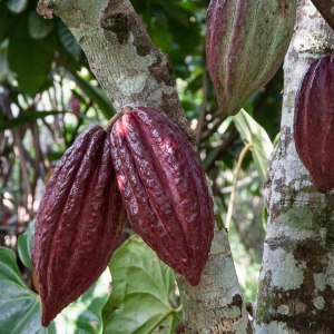 Всемирный день кофе отметят 1, 4, 5 октября в Аптекарском огороде 2