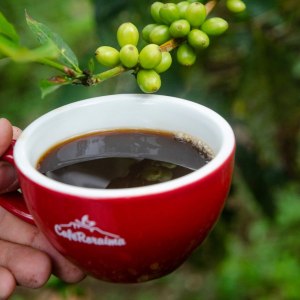 Всемирный день кофе отметят 1, 4, 5 октября в Аптекарском огороде 1