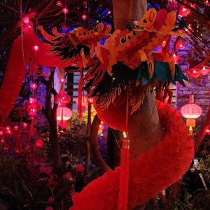 Тюльпаны, нарциссы и драконы: февраль в Аптекарском огороде 4