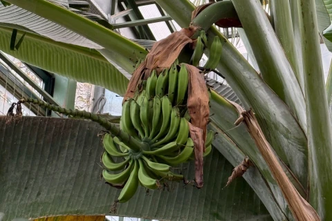 Папайя и бананы плодоносят, хищники цветут — новости Пальмовой оранжереи!