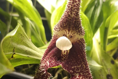 Орхидея-вампир расцвела в Аптекарском огороде