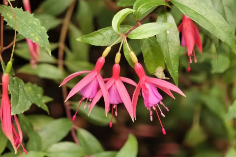 Первые камелии и азалии расцвели в «Аптекарском огороде»