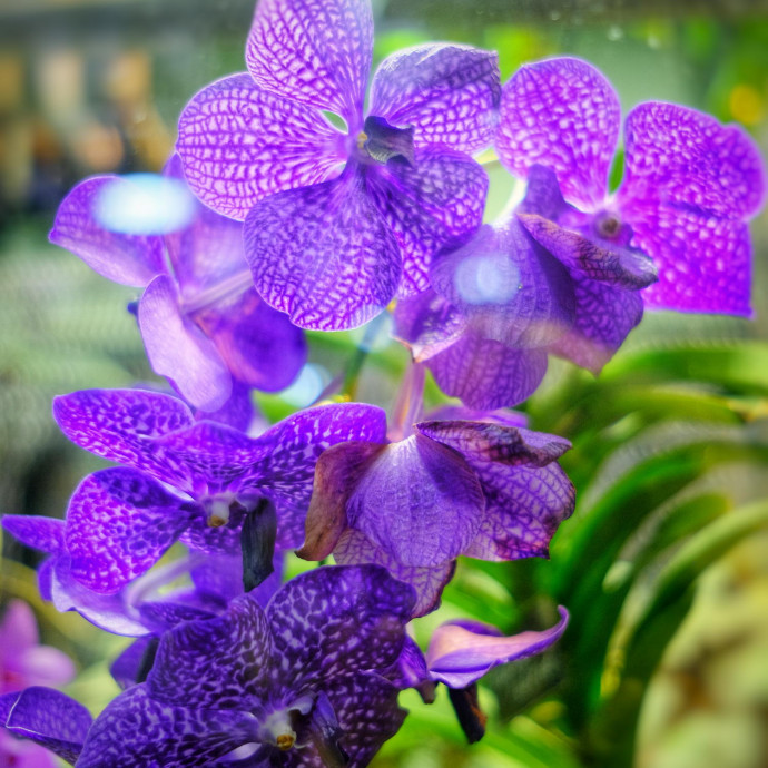 Vanda hybr.