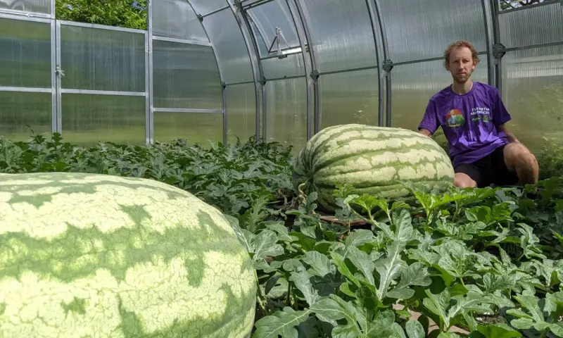 Как вырастить самый большой арбуз в мире? Бесплатные лекции 12 октября