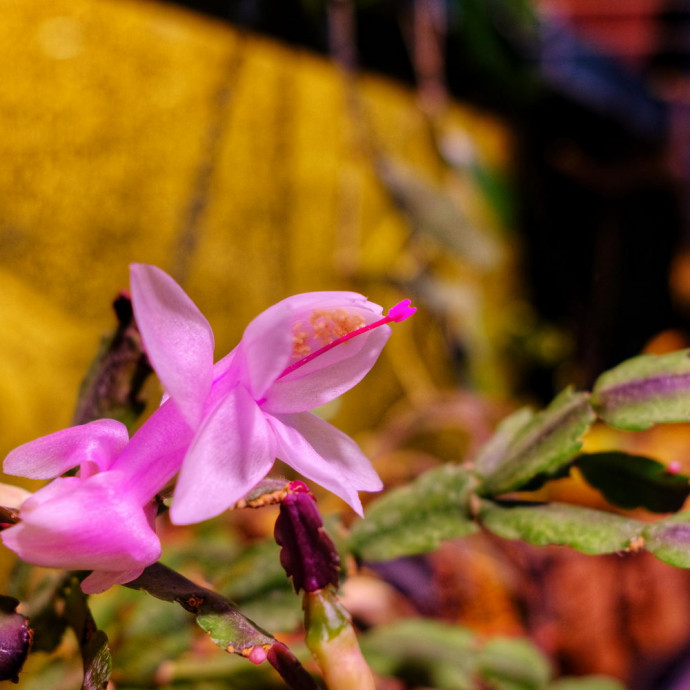 Schlumbergera