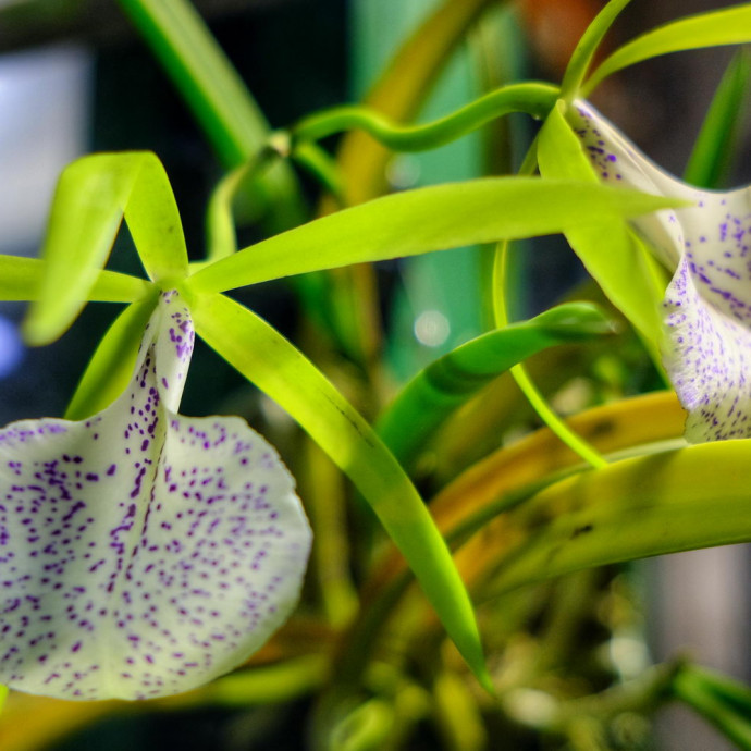 Brassocattleya Binosa