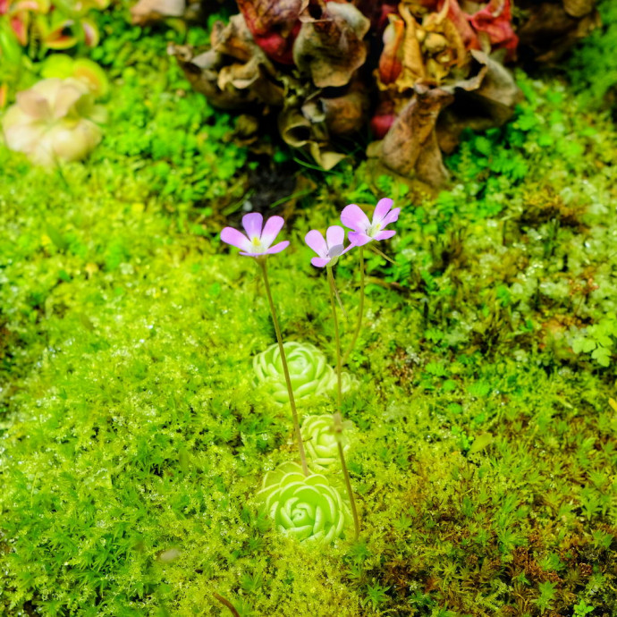 Pinguicula