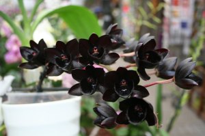 Самая чёрная в мире орхидея расцвела в "Аптекарском огороде" 1
