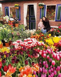 Тысячи тюльпанов расцветут к 11 февраля в "Аптекарском огороде" 2
