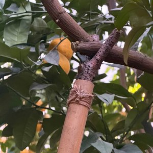 Помело мощно плодоносит в субтропиках &laquo;Аптекарского огорода&raquo; 0