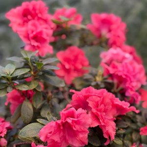 Буйство азалий, помело и морозников &mdash; спешите в субтропики Аптекарского огорода! 5