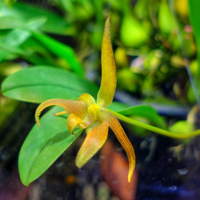 Bulbophyllum lobbii