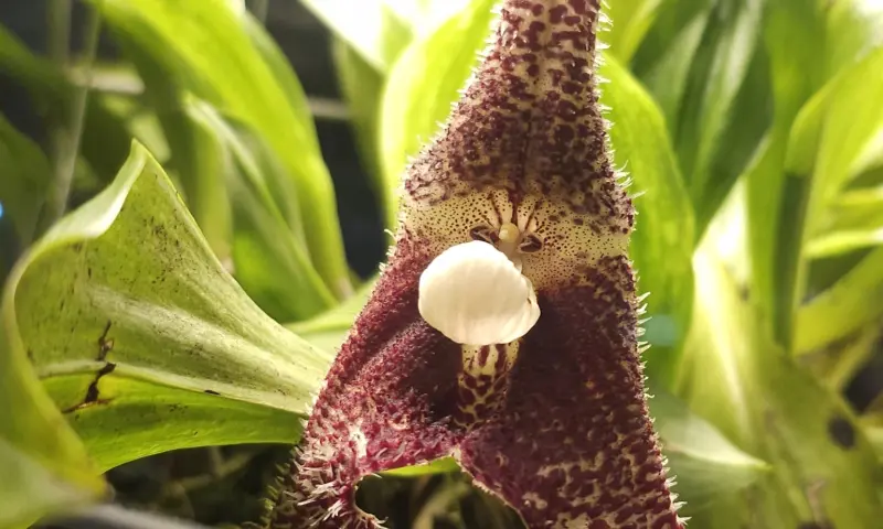 Орхидея-вампир расцвела в Аптекарском огороде