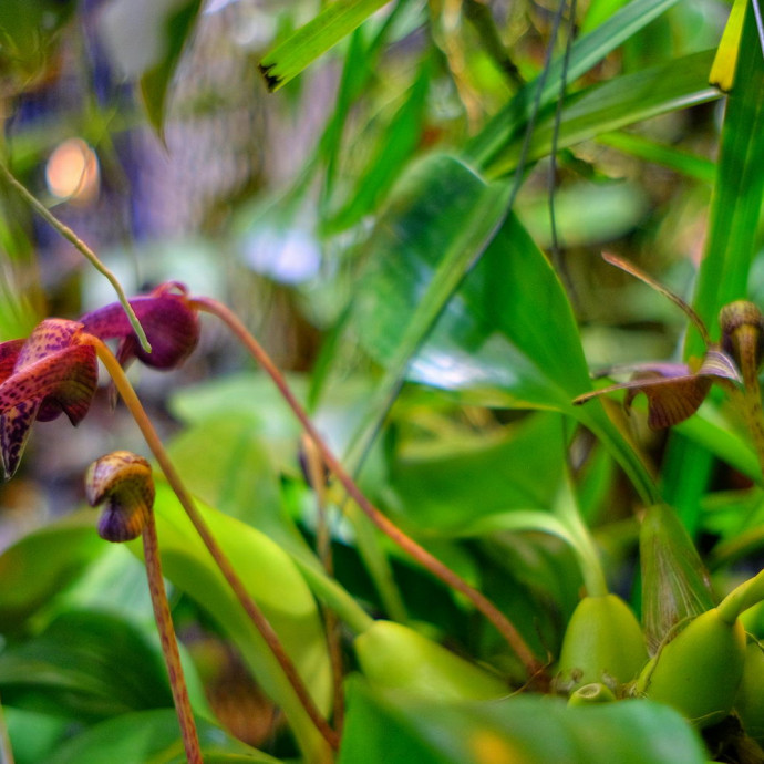 Bulbophyllum hybr.
