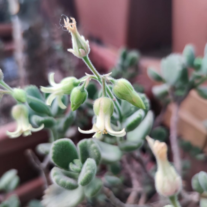 Kalanchoe ladismithiensis