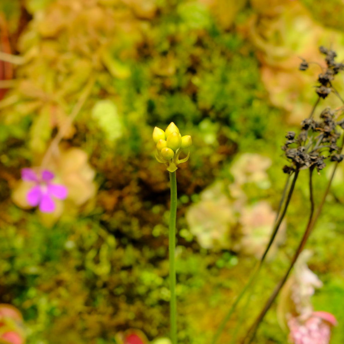 Dionaea muscipula