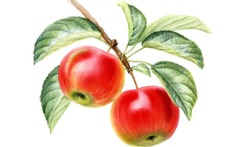 Выставка портретов урожая «Вдохновение осени» открылась в Аптекарском огороде Выставка портретов урожая «Вдохновение осени» открылась в Аптекарском огороде