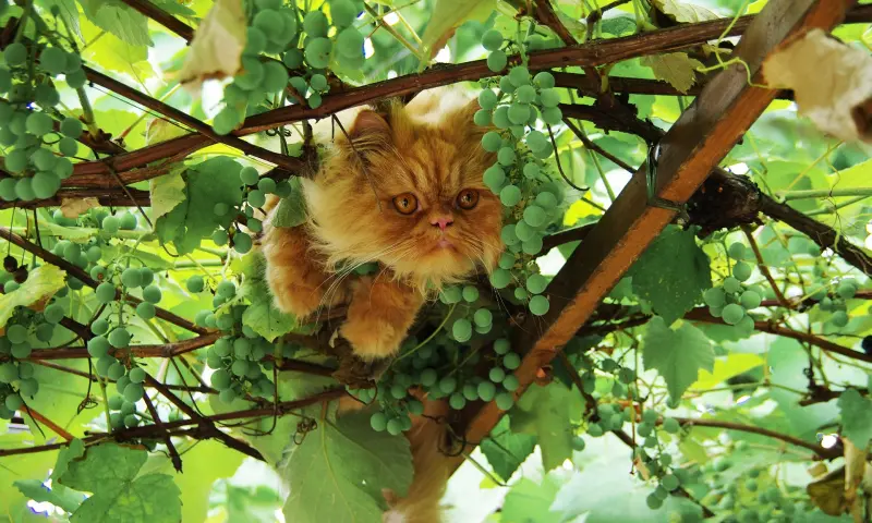 Праздник винограда с дегустацией пройдет 20 сентября в «Аптекарском огороде» Праздник винограда с дегустацией пройдет 20 сентября в «Аптекарском огороде»