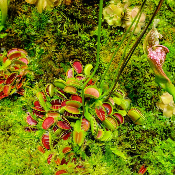 Dionaea muscipula