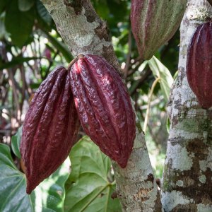 Всемирный день кофе в Аптекарском огороде 4 и 5 октября 2