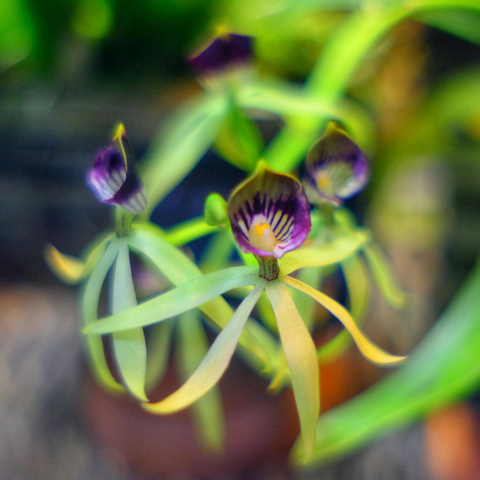 Encyclia cochleata