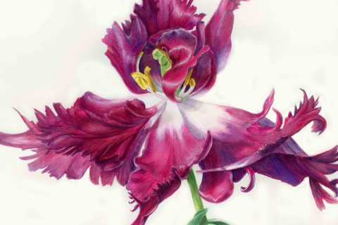 Выставка живописи «Великолепный тюльпан» открыта до 30 июня