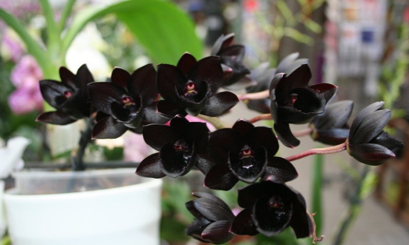 Самая чёрная в мире орхидея расцвела в "Аптекарском огороде"