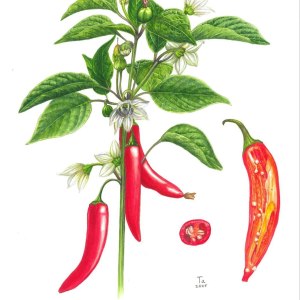 Выставка портретов урожая «Вдохновение осени» открылась в Аптекарском огороде 2 Выставка портретов урожая «Вдохновение осени» открылась в Аптекарском огороде 2